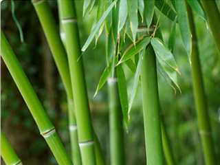 bambukas